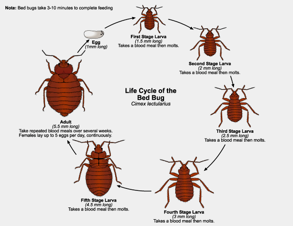 Life Stages of Bed Bugs