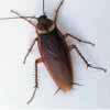 American Roach control in Monmouth County