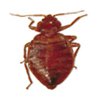 Bed Bugs control in Monmouth County