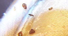 Bedbug Control by Eastern Termites in Monmouth County
