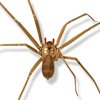 Brown Recluse control in Monmouth County