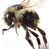 Bumble Bees control in Monmouth County