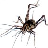 Camel Crickets control in Monmouth County