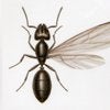 Carpenter Ants control in Monmouth County