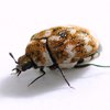 Carpet Beetle control in Monmouth County