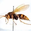 Cicada Killers control in Monmouth County