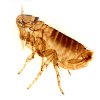 Fleas control in Monmouth County