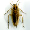 German Roach control in Monmouth County