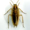 German Roach control in Monmouth County