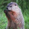 Groundhogs control in Monmouth County