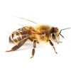 Honey Bees control in Monmouth County