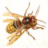 Hornets control in Monmouth County