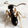 House Ant control in Monmouth County