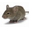 House Mouse control in Monmouth County