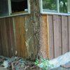 Insect Damage Repairs in Monmouth County