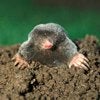 Mole control in Monmouth County