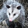 Opossums control in Monmouth County