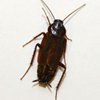 Oriental Roach control in Monmouth County