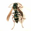 Paper Wasps control in Monmouth County