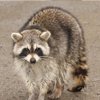 Raccoons control in Monmouth County