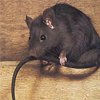 Rat control in Monmouth County