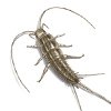 Silverfish control in Monmouth County