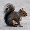 Squirrels control in Monmouth County