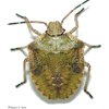 Stink Bugs control in Monmouth County