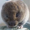 Vole control in Monmouth County