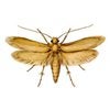 Webbing Clothes Moths control in Monmouth County