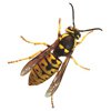 Yellow Jackets control in Monmouth County